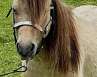 buy-miniature-pony