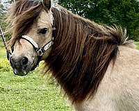 eye-miniature-pony