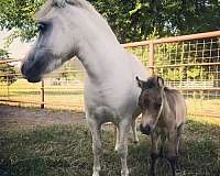 handsome-miniature-pony