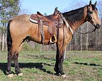 buckskin-four-black-legs-horse