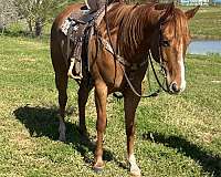 sorrel-ranch-trail-riding-horse