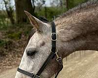 gentle-andalusian-horse