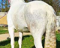 athletic-spotted-saddle-horse