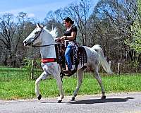experienced-spotted-saddle-horse