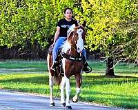 husband-safe-spotted-saddle-horse