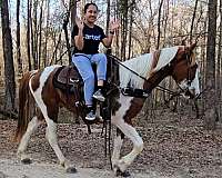 horsemanship-spotted-saddle-horse