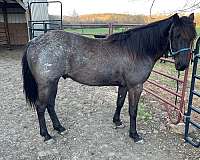 blue-roan-filly-for-sale