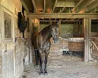 project-great-prospect-tennessee-walking-horse