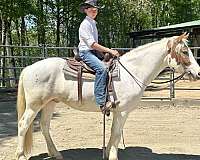 prospect-haflinger-horse