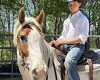 white-haflinger-gelding