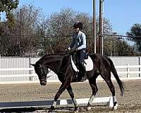 dressage-show-experience-horse