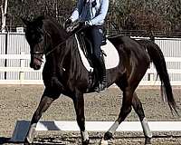 bay-dressage-show-experience-horse