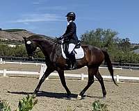 bay-dressage-show-experience-horse