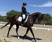 dressage-show-experience-gelding