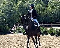 dressage-show-experience-horse