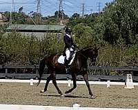 dressage-show-experience