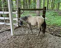 reserve-champion-miniature-horse