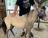 smart-miniature-horse