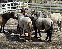spotted-miniature-horse