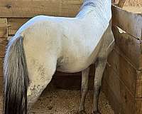 pure-falabella-horse