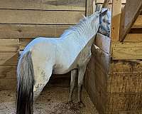 beautiful-color-stallion