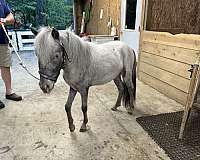 few-stallion