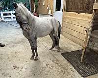 fewspot-stallion
