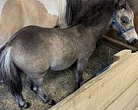 dun-w-blk-points-miniature-horse