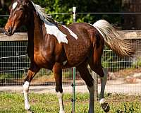 baby-spotted-saddle-horse