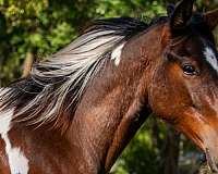 bay-white-tobiano-spotted-saddle-horse