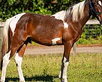 bloodlines-spotted-saddle-horse