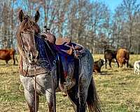 gaited-trail-horse-tennessee-walking