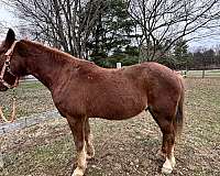 rocky-mountain-horse-for-sale