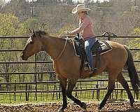 western-dressage-quarter-horse