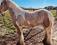 beautiful-palomino-gypsy-vanner-horse