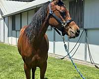 cantering-arabian-horse