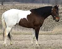 tobiano-reined-cow-pony