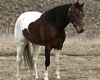 tobiano-steer-roping-pony