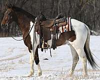 tobiano-team-roping-pony