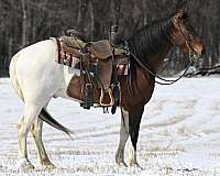 tobiano-weste-pony