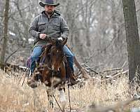 calf-roping-paint-pony