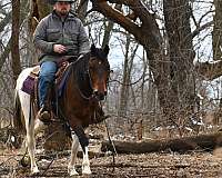 barrel-racing-paint-pony