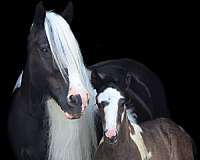 tobiano-gypsy-vanner-for-sale