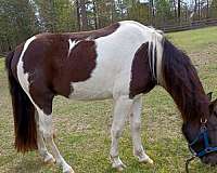 papered-tennessee-walking-horse