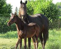 black-thoroughbred-filly