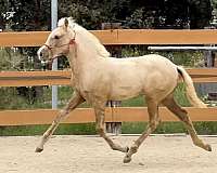 palomino-ancce-pre-filly