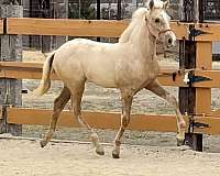 palomino-ancce-pre-horse