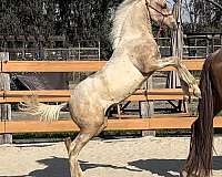 ancce-pre-andalusian-palomino-filly