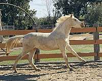palomino-all-around-horse