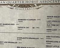 parade-quarter-horse